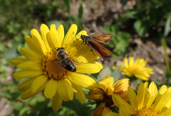 P8147226a.jpg